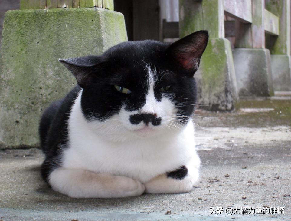 猫胡子摸不得,猫咪胡子长短不一可以剪吗