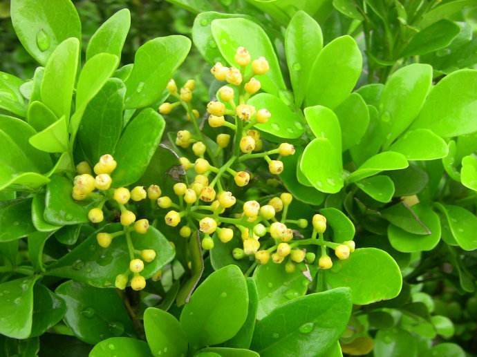 米兰开花的时候如何养护,米兰花期养护方法