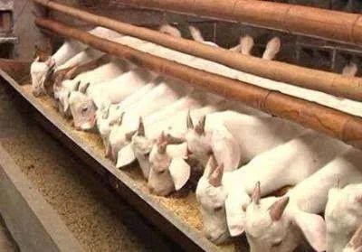 羊用治拉稀特效药,最省钱的治羊病方法