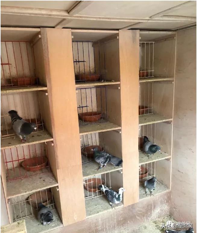 kbdb鸽王名单,比利时kbdb短距离鸽王有奖金吗