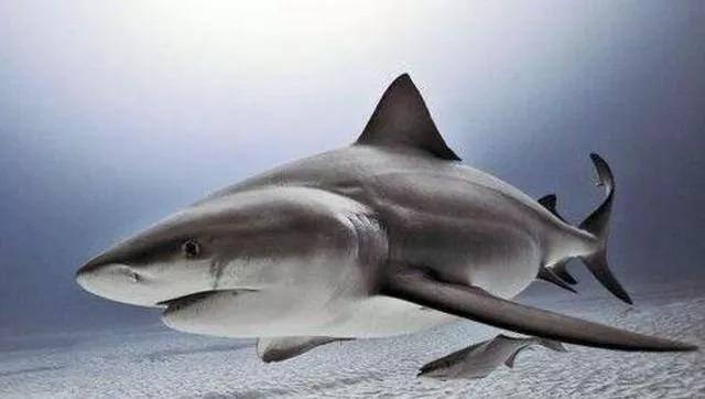 亚马逊河最恶心的动物,亚马逊河十大危险动物