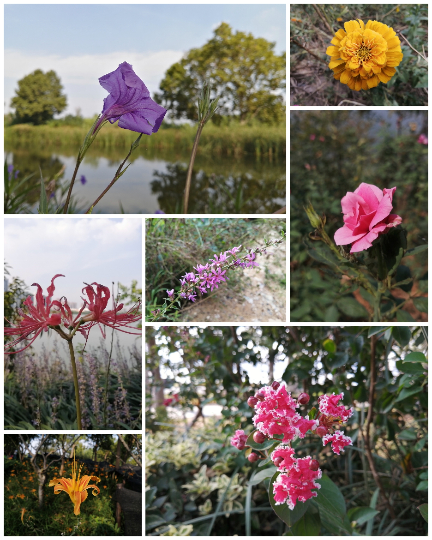 武汉漫步东湖视频,漫步东湖绿道