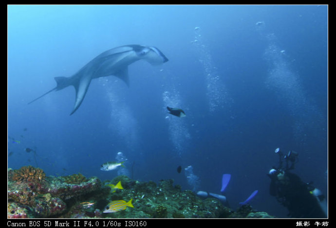 巨鲸轰炸机,鳐鱼战斗机
