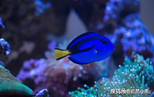 世界上最漂亮的5种鱼 (世界上10种最漂亮的鱼)