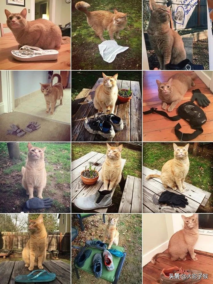 昨晚，我家猫叼来了一件蕾丝内衣…