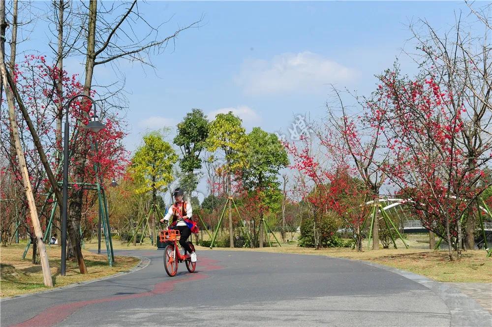 2020年4月成都双流赏花地点,双流踏青赏花地