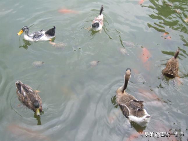孵化过程停电,孵化中停电了怎么办