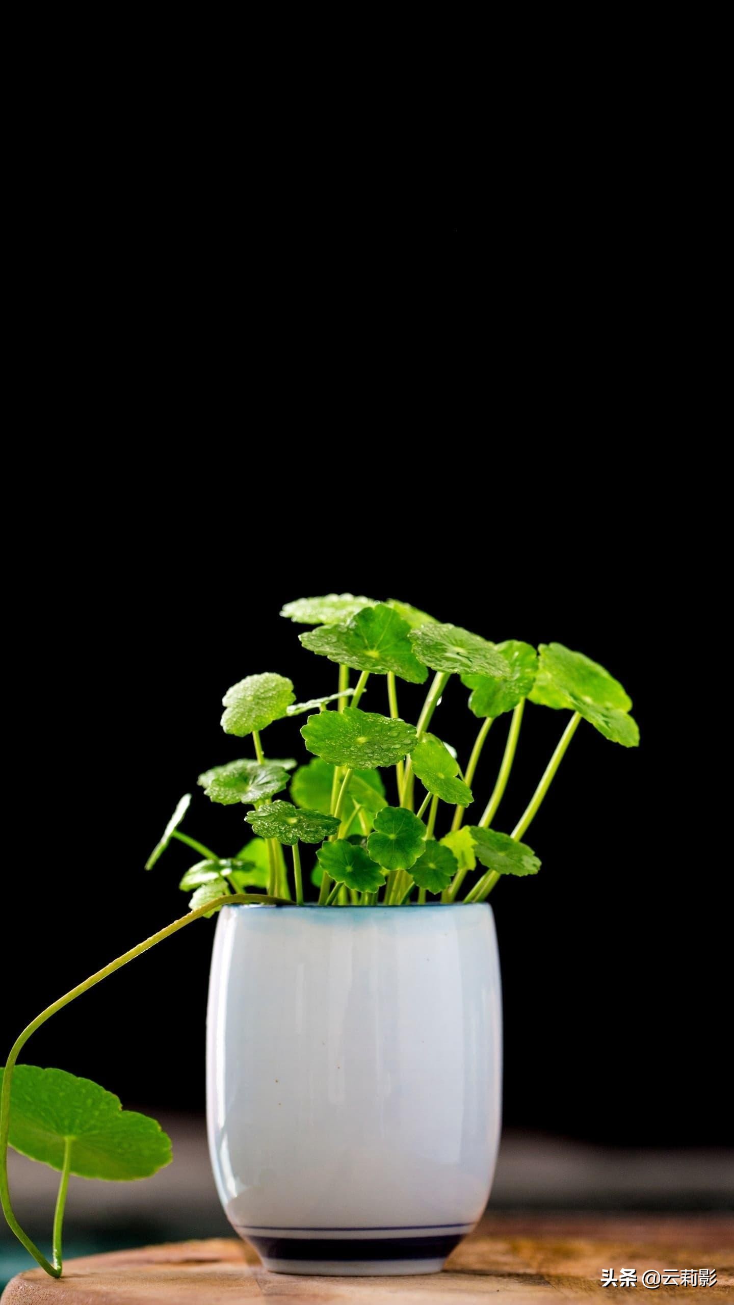 纳兰词临江仙解析,纳兰容若临江仙古诗答案