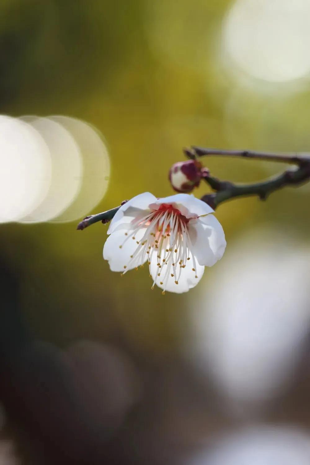 拍梅花技术的技巧和方法,拍梅花的最佳方法