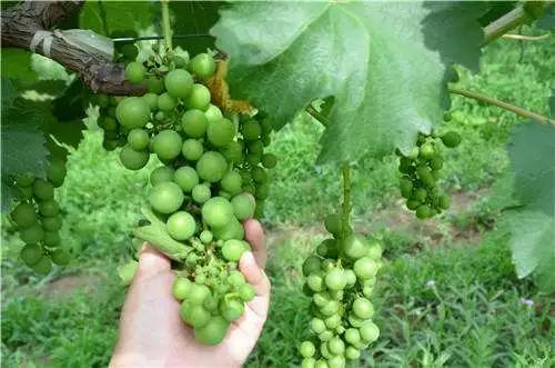 夏黑葡萄大小粒怎么解决,预防葡萄大小粒最好方法