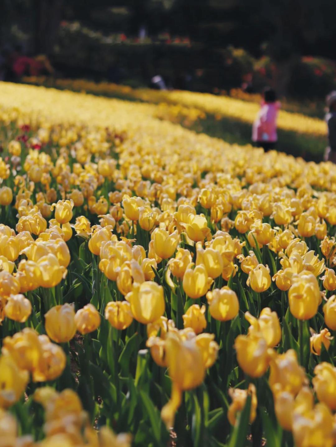 深圳十大免费花海公园,深圳红花山公园粉黛花海