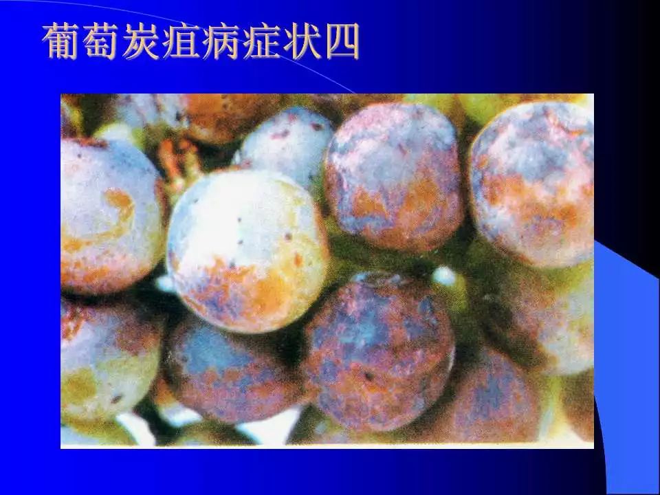 如何识别植物炭疽病和叶斑病,植物炭疽病的介绍