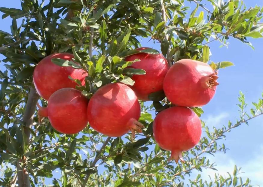 石榴干腐病防控措施,石榴叶枯病防治方法