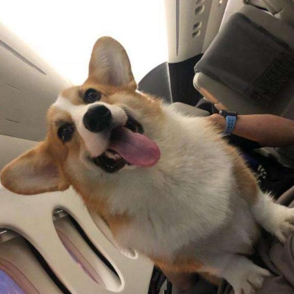 狗狗寄养需要带什么,狗狗寄养回家的状态