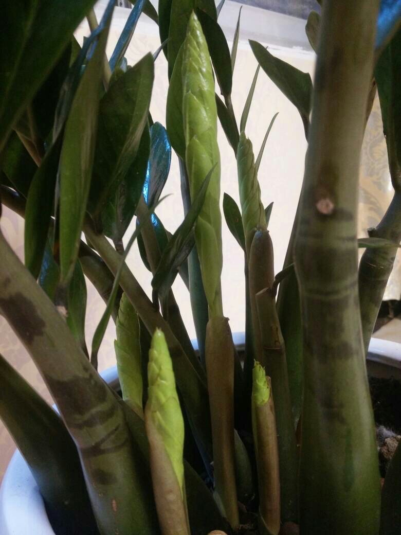 金钱树要怎样养才越养越漂亮,金钱树要怎么养才容易养活视频