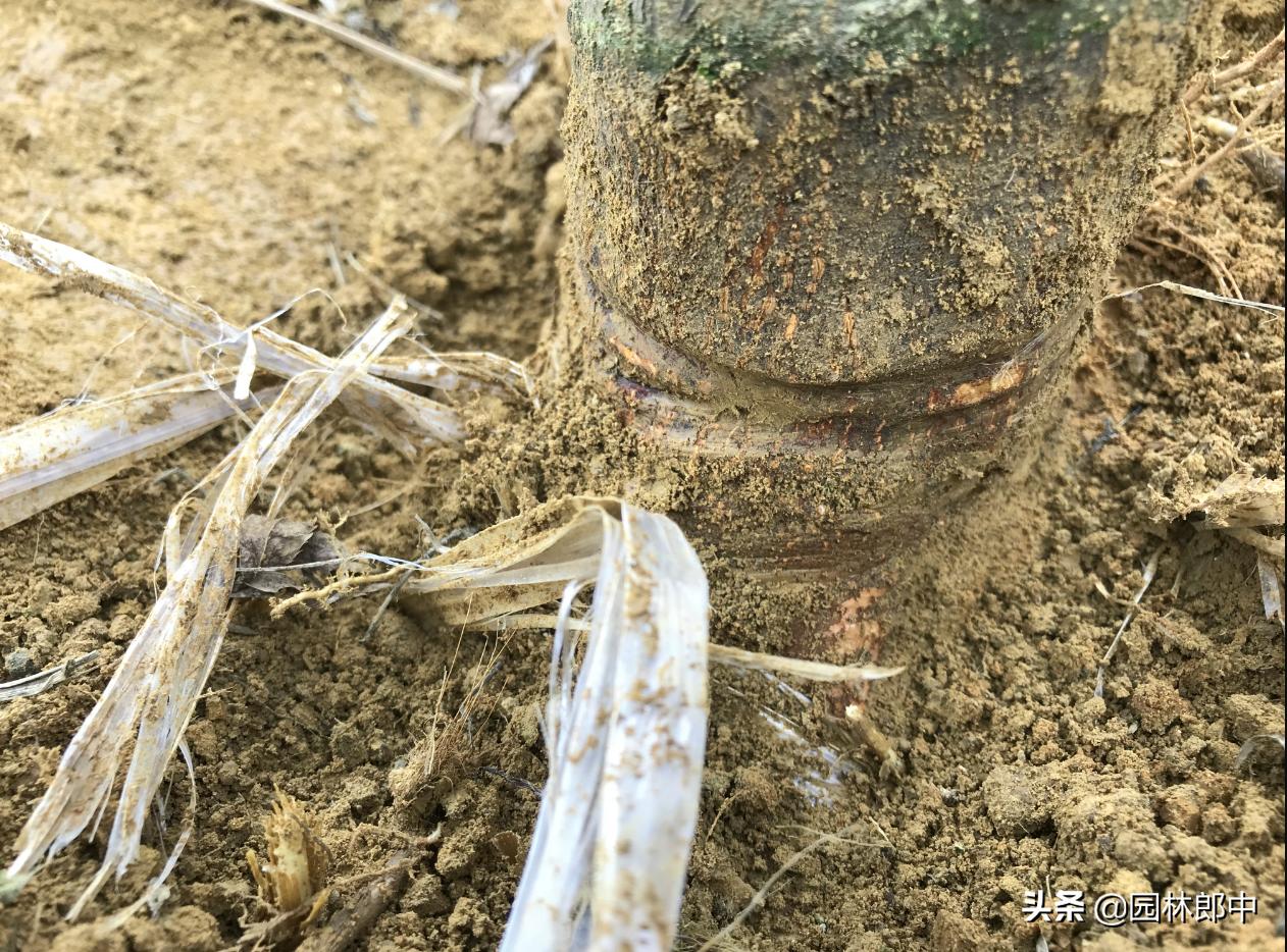 红枫幼苗叶子怎么都蔫了,红枫树叶子突然枯萎了怎么办