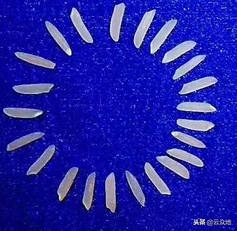 2019年什么稻种最好高产,2021年稻种都有什么新品种