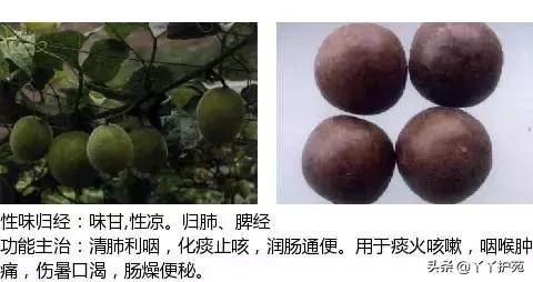 农村身边的中草药主治与功效,中草药全图谱与功效