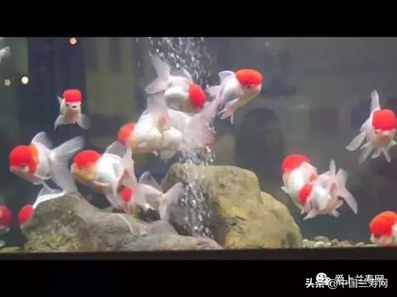 鹤顶红金鱼多久能长大,金鱼品种介绍之鹤顶红