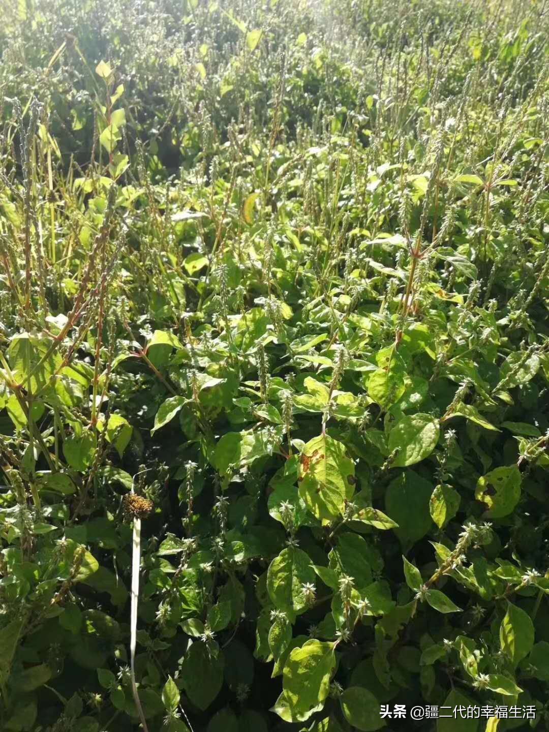 2021年中药材种植前景分析,2021年中药材种植国家政策