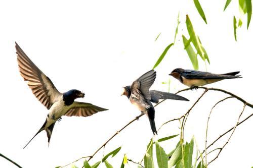 读完名家名篇的动物描写，恨不得穿过屏幕抱抱它们