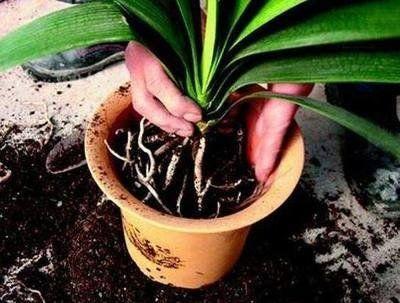 君子兰到底用什么土什么盆养好呢,想要养好君子兰先从土壤配置入手