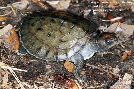 岁月是把杀猪刀？龟的成长中谁的变化大