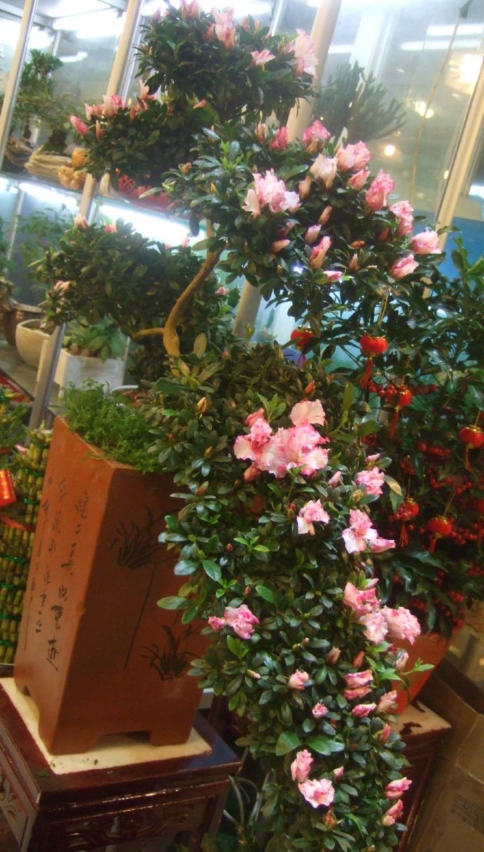 养好杜鹃花的秘诀,养好杜鹃花并不难