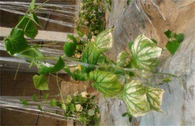 黄瓜死棵用什么药,黄瓜死叶的治疗方法