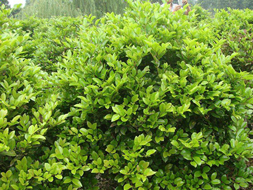 蚊母盆景几月修剪,三峡蚊母盆景修剪图解