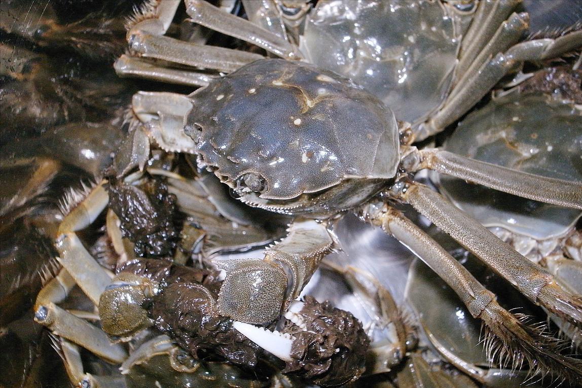 螃蟹公蟹怎么挑选才是正确的,螃蟹怎么选择公蟹还是母蟹好