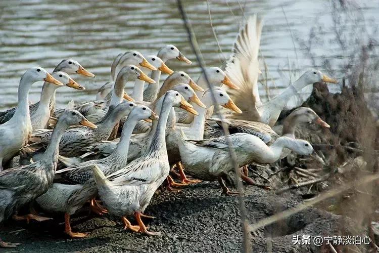 桂花是秋天的灵魂,桂花香是秋天的微醺感