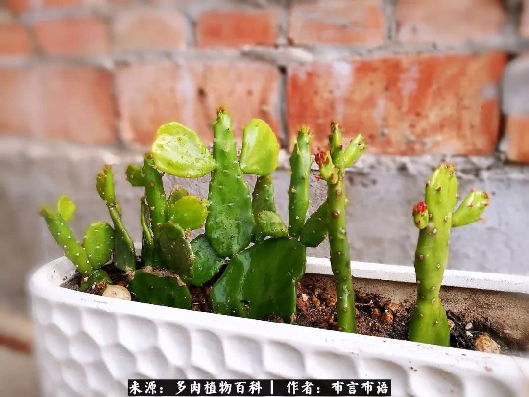从多肉上感悟人生,多肉的真实生活感悟