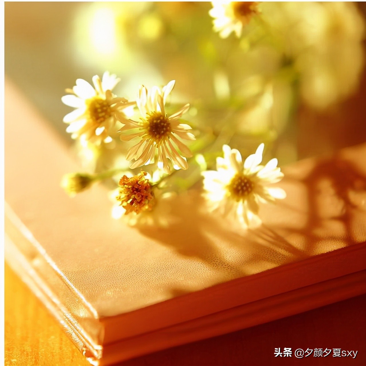 总要一些温柔的梦驱散生活的疲惫,疲惫的生活总要有一些温柔的梦