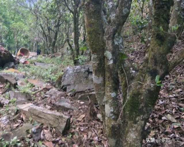 出租古茶树,古树茶地出租