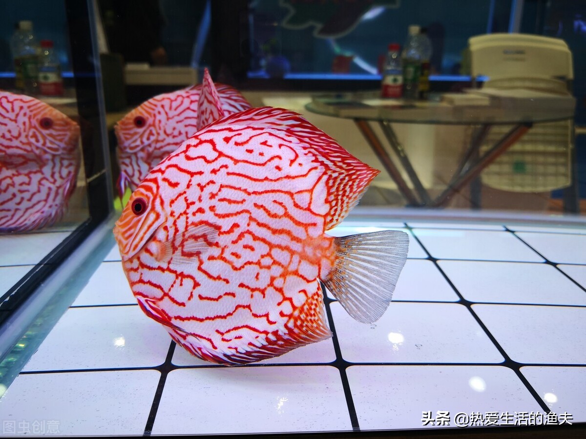 养鱼一换水鱼就死,高密度养鱼不换水