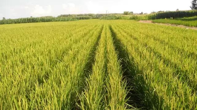 小麦扬花期打药可以减产吗,水稻扬花抽穗期因为啥打药会减产