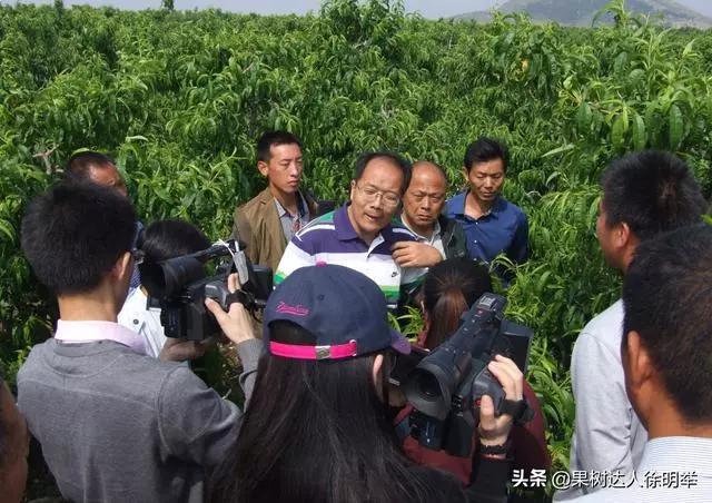 桃树修剪时间及各阶段修剪技术,大口径修剪桃树剪刀