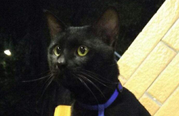 猫的品种都有哪些中华田园猫,中华田园猫品种哪种最受欢迎