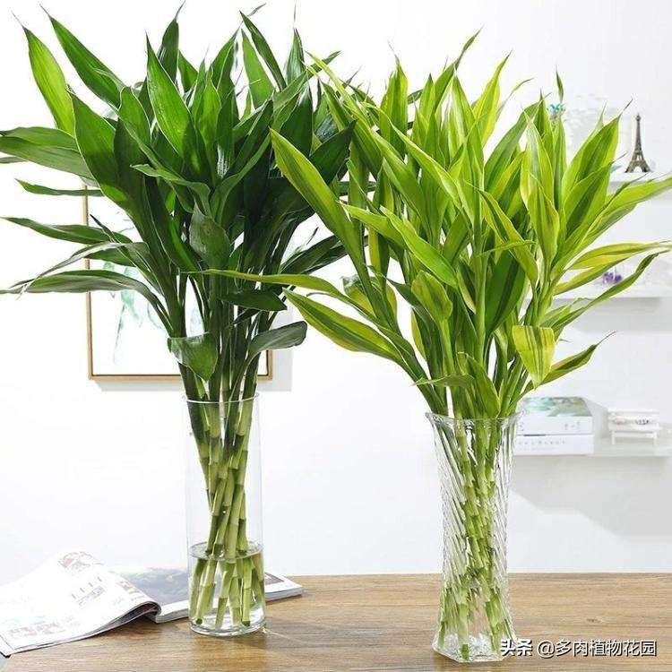 富贵竹根长满瓶子怎么办,富贵竹旧的根系能剪掉吗