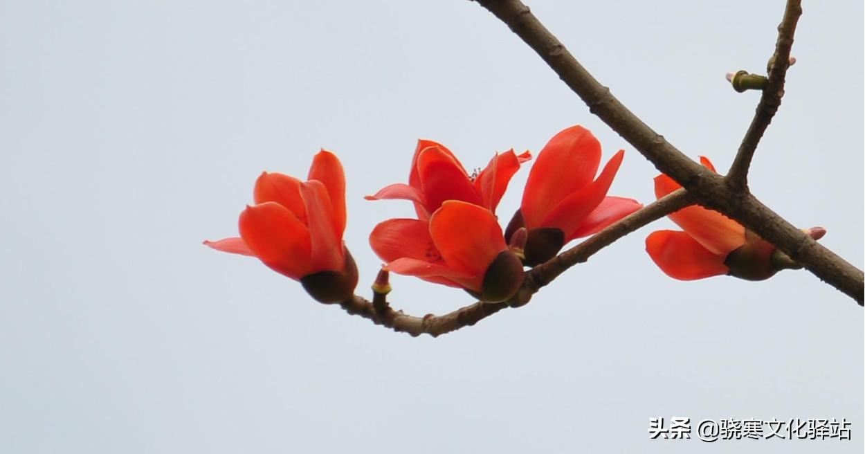 致橡树舒婷原文经典句子,《致橡树》舒婷原文朗读