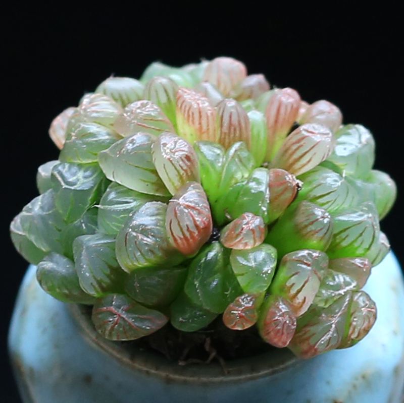 多肉玉露叶子枯萎怎么办,多肉玉露叶子变黑怎么办