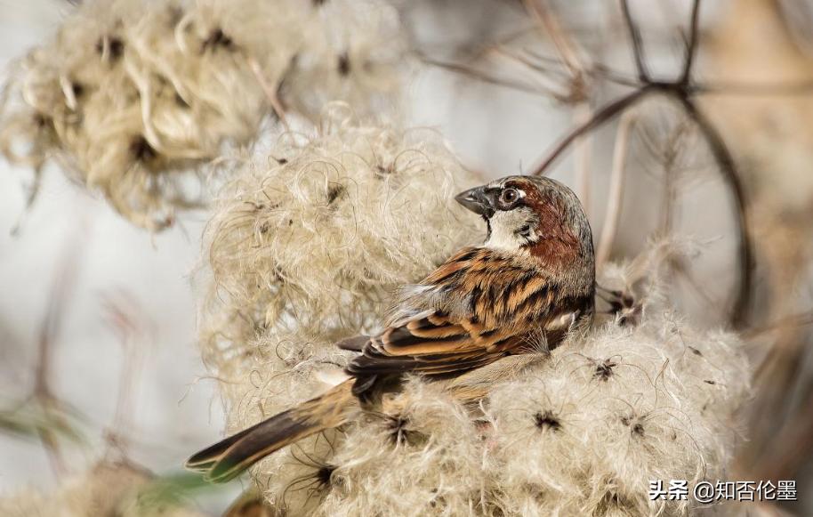 养殖业养什么最有前景赚钱,养殖业养什么最有前景赚钱快