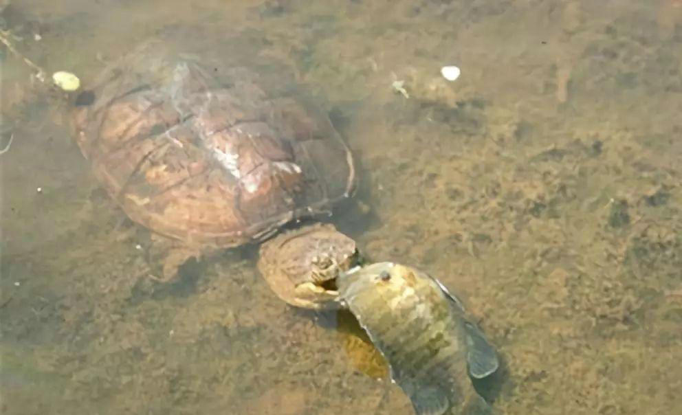 江苏钓鱼人河边发现大龟,追出十几米将其掀翻,网友:吃了它