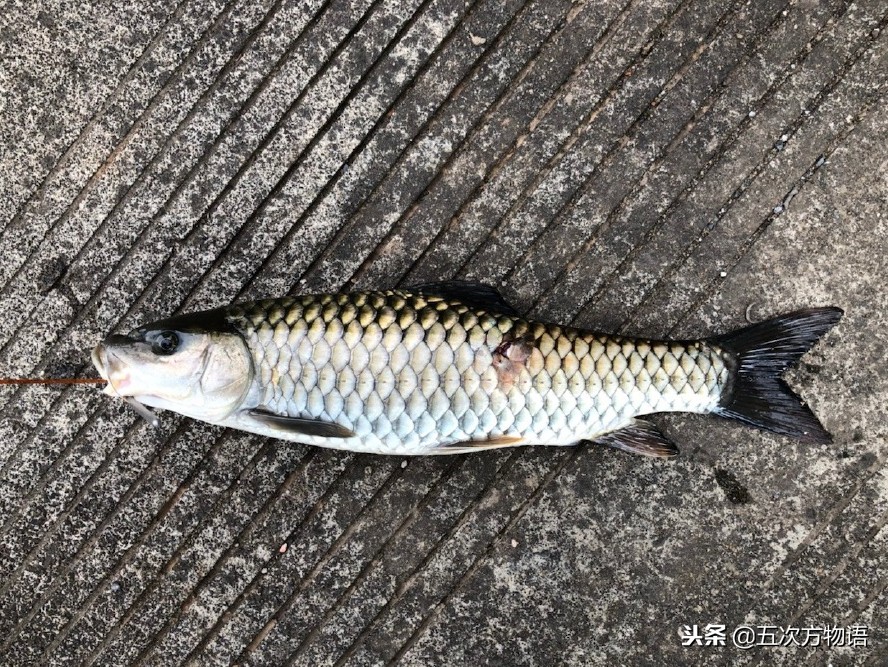 菜市场水产淡水鱼图片,菜市场鱼图鉴