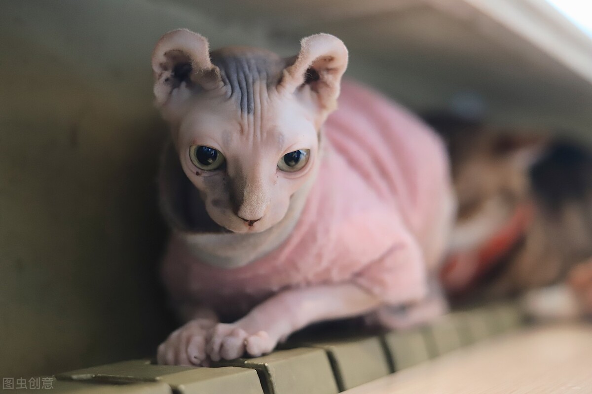 无毛猫真的难养么,无毛猫到底多难养