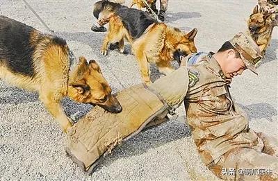 长得最像狼的狗,最帅狗