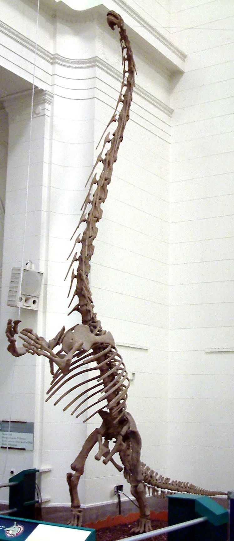 最长的脖子,世界最长的脖子