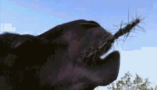 骆驼最里面的肉球是什么,骆驼挂嘴边的肉球是什么