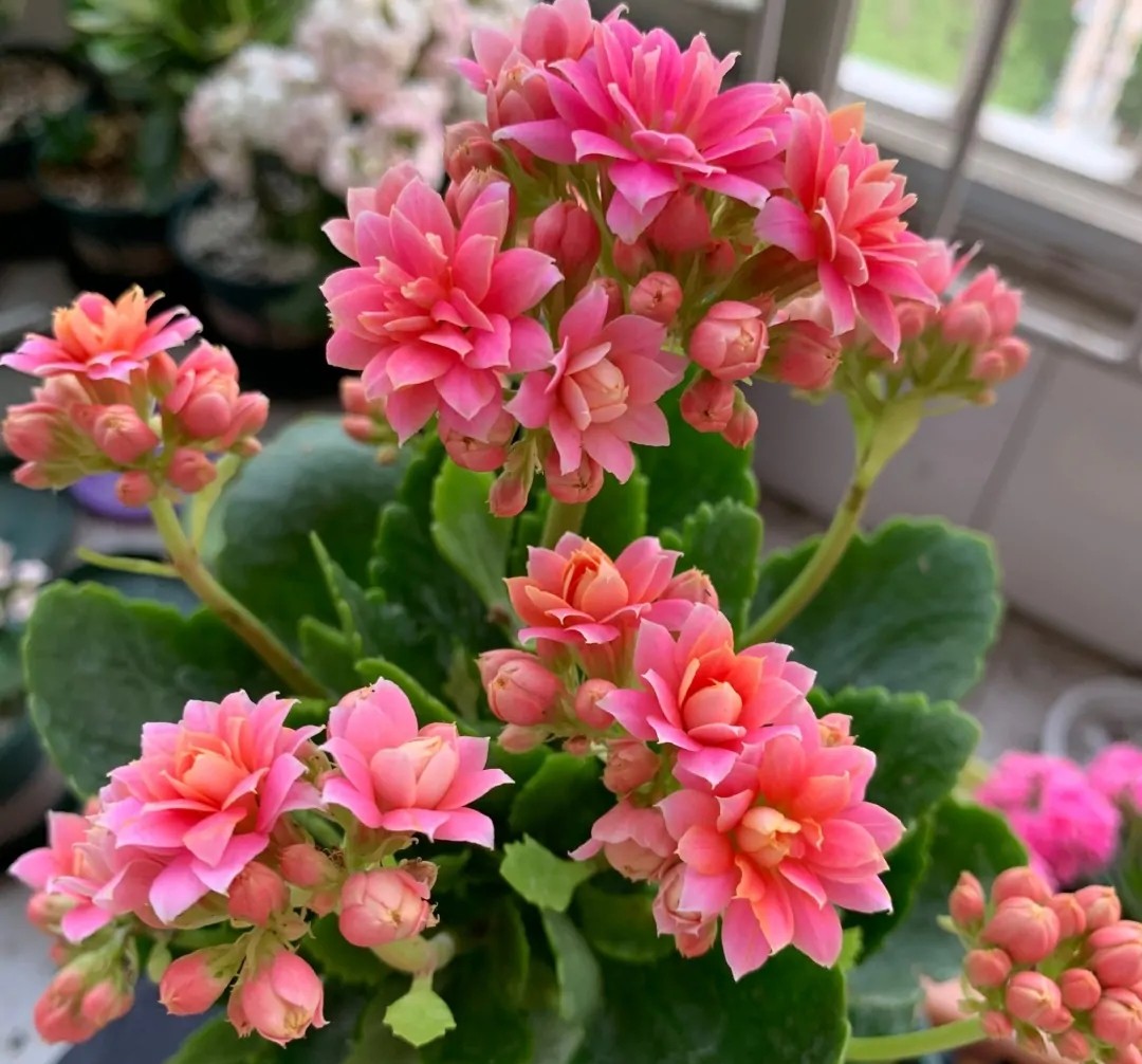 长寿花单瓣品种大全,长寿花100种颜色图片